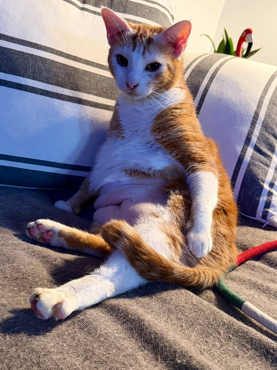 Sushi&Mango(&dog Mavis) tweet media