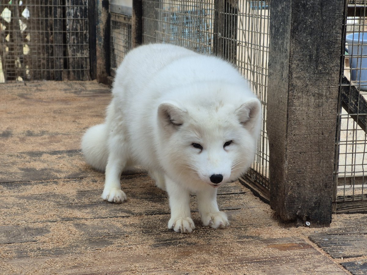 冬毛でもこもこのホッキョクギツネ
