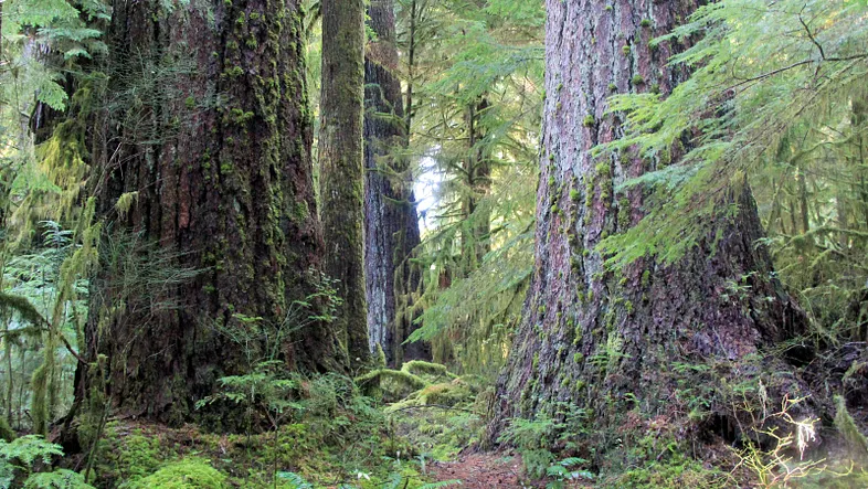 AnnaKavanaugh's tweet photo. Only two weeks remain now before the March 23, 2026 window to submit public comments on old-growth forest protections and the critical environmental, #conservation, and #climate issues at stake. Please make your voices heard. #Oregon #environment 🌎🙏

https://t.co/zJoabXz60q https://t.co/4jy3zsY72q