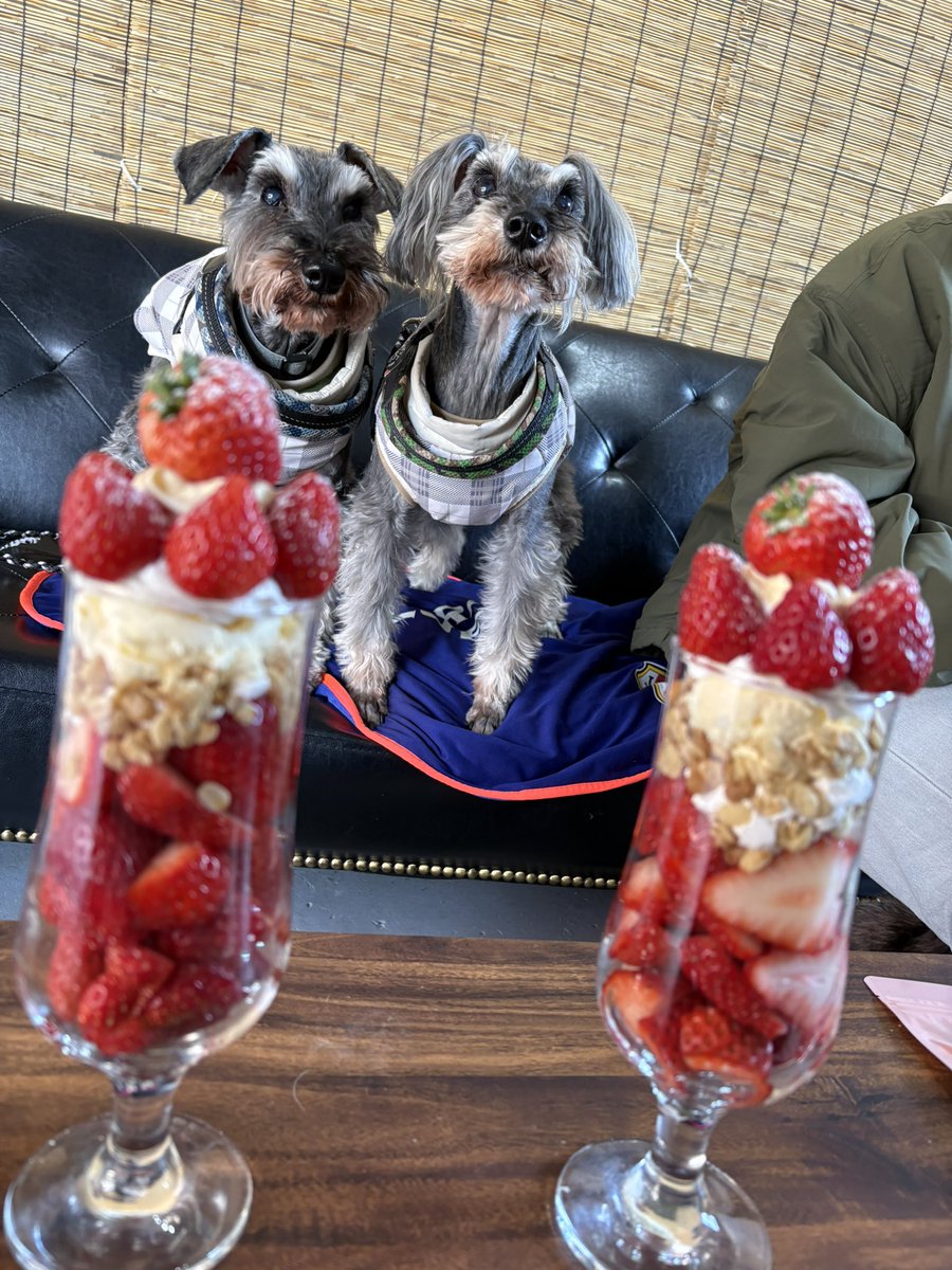 Suzu3Aya's tweet photo. いちごが食べたくて♡♡
ほとんどいちごなパフェ🍓🍓🍓🍓🍓 https://t.co/Sshyd7bzG6