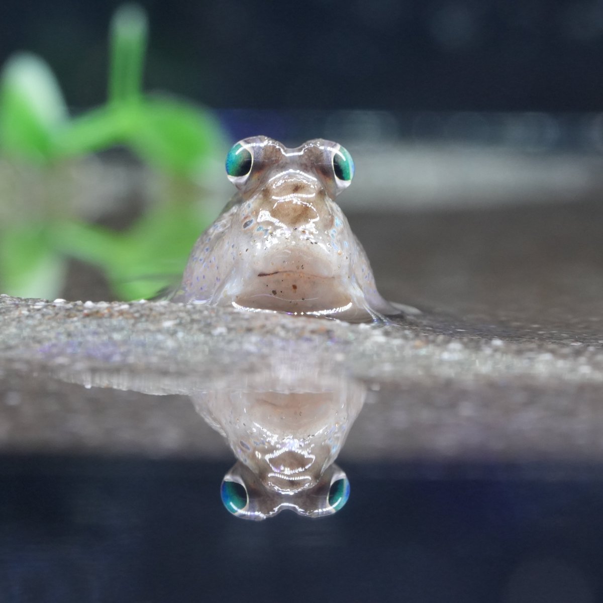 いけさんのトビハゼ tweet media