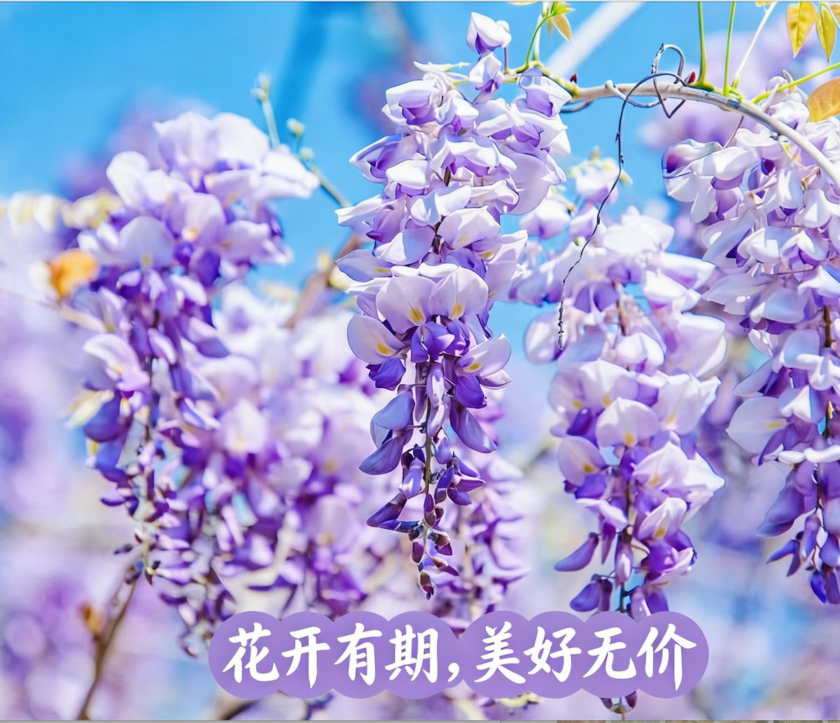 den45186796's tweet photo. 花开有期 美好无价🌸🌺🌷

#nature https://t.co/4GRs1aBehP