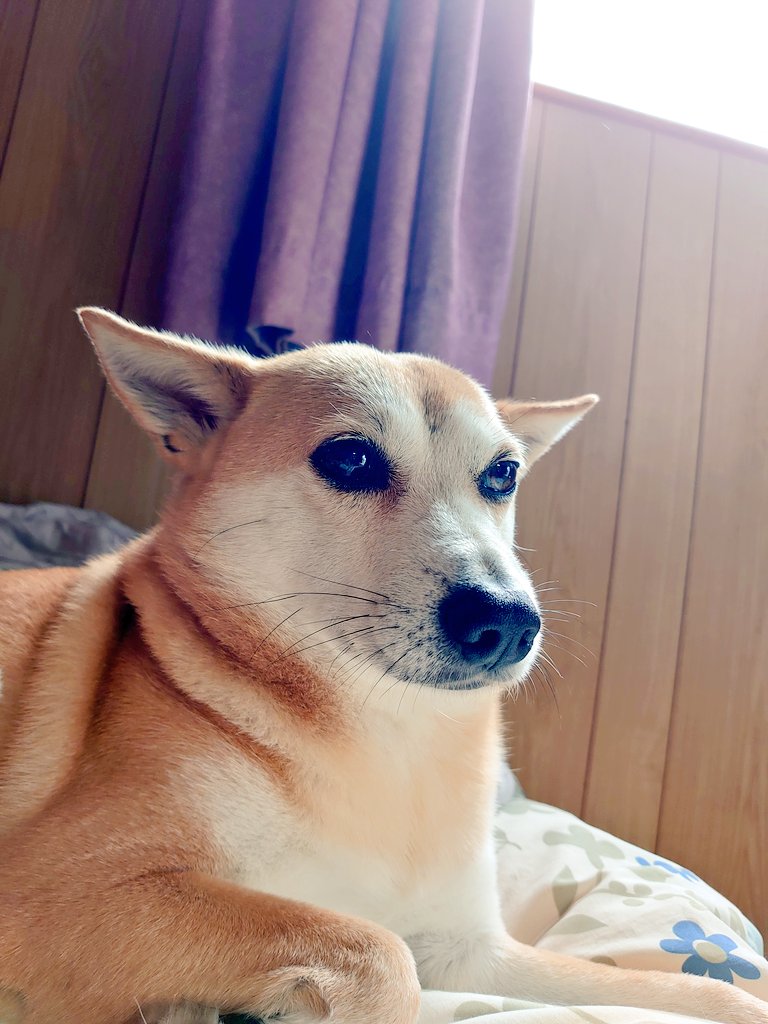 狂犬うすい時々犬 tweet media