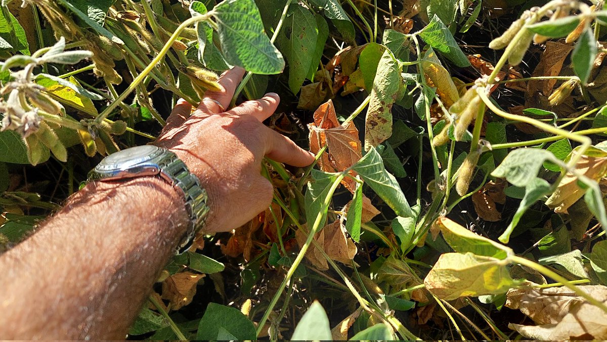 Guille Divito tweet media