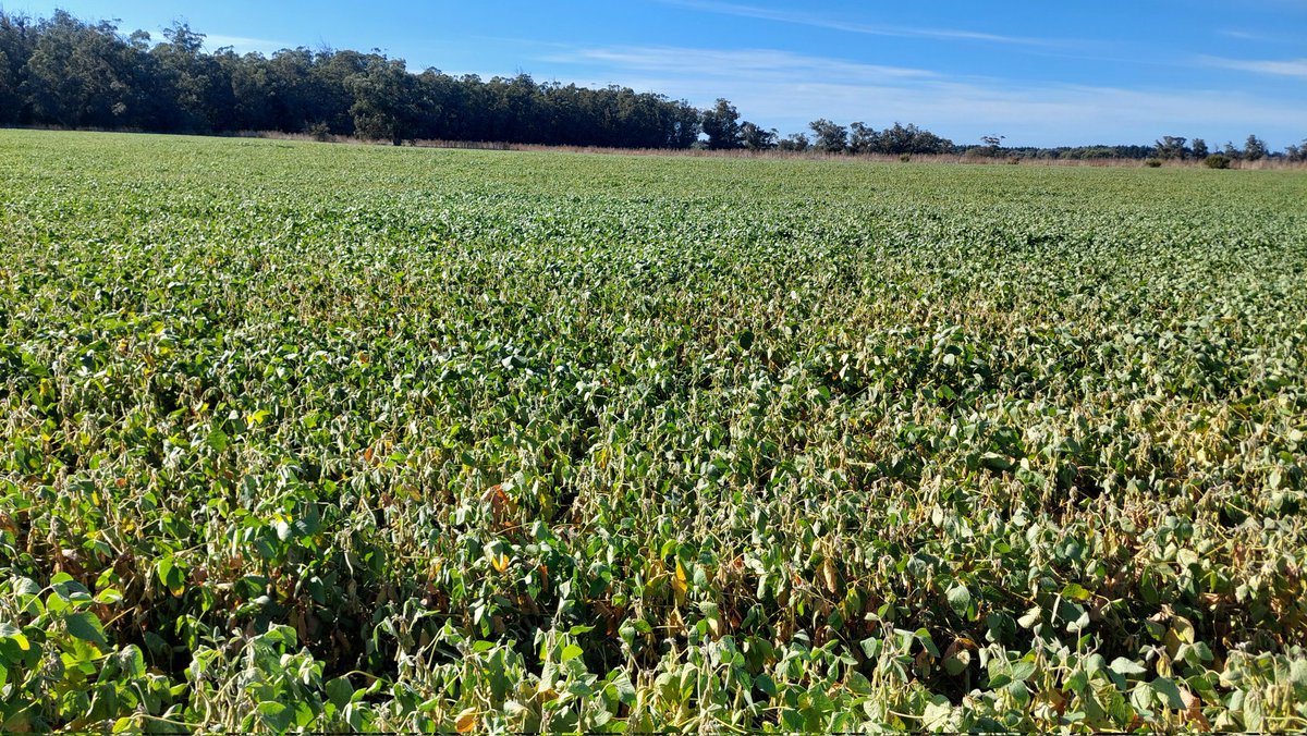 Guille Divito tweet media