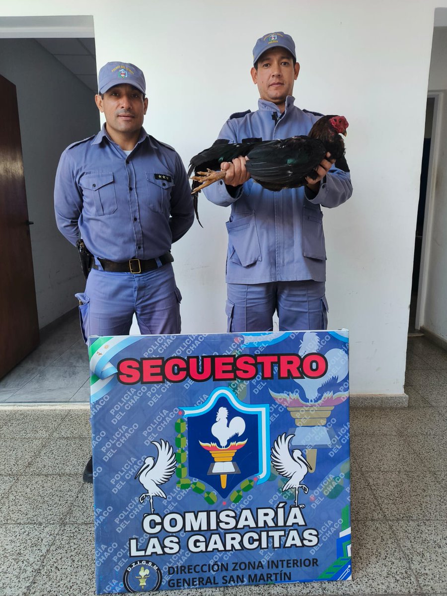 fabriglibo's tweet image. ATENCIÓN 📣 

NOTICIÓN 🚨

La Policía del #CHACO 👮‍♂️ rescató el gallo 🐓  robado la otra noche 👇