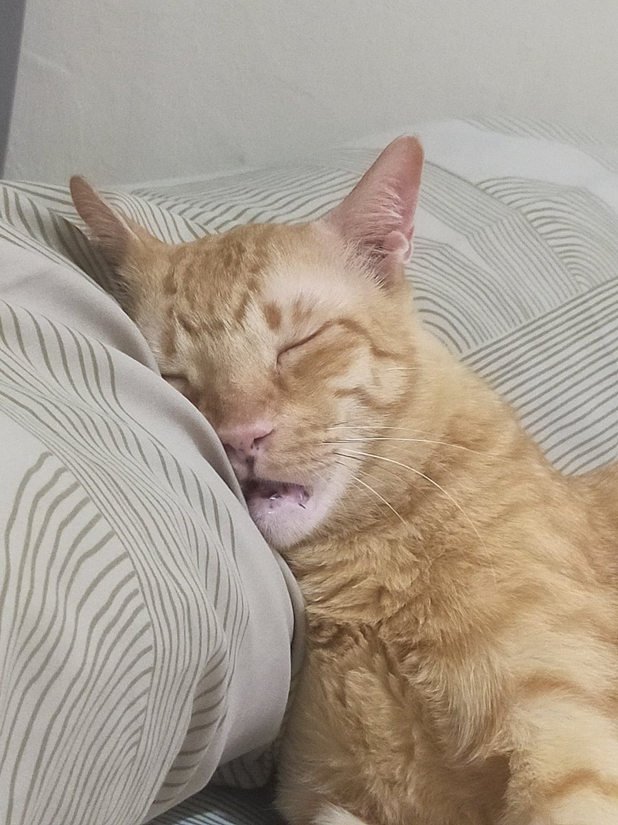 ni kucing kalo suatu saat tb2 ngaku dia aslinya manusia juga gw percaya