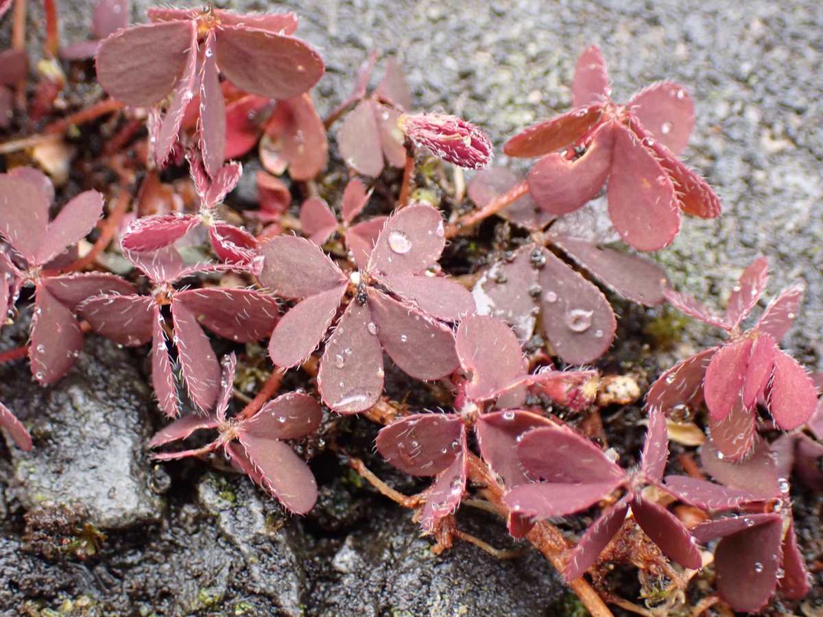 植物多様性センター（神代植物公園） tweet media