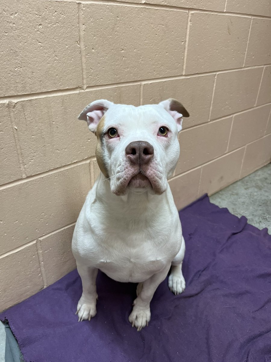 Friends of Warwick Animal Shelter tweet media