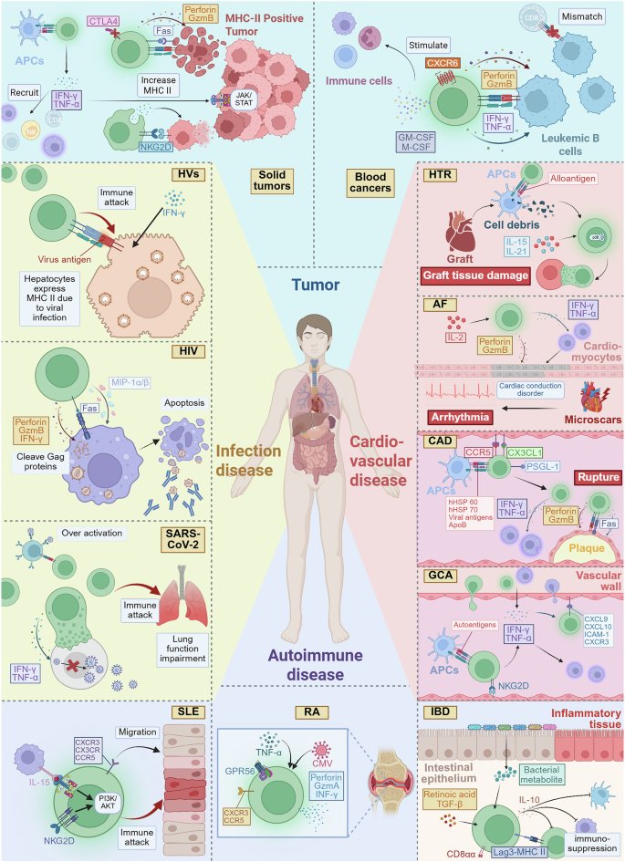 LabWaggoner's tweet photo. Review @sigtrans_sttt 
Cytotoxic CD4+ T cells: origin, biological functions, diseases and therapeutic targets
https://t.co/P4RbyjXWJN https://t.co/XInMm78suz