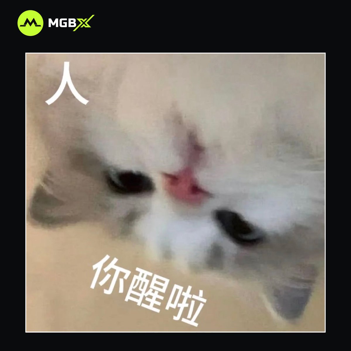 MGBX 中文 tweet media