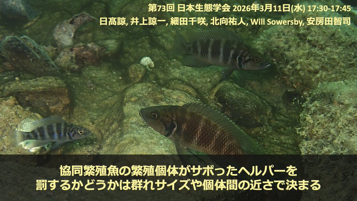 Laboratory of Animal Sociology, OMU, JPN tweet media