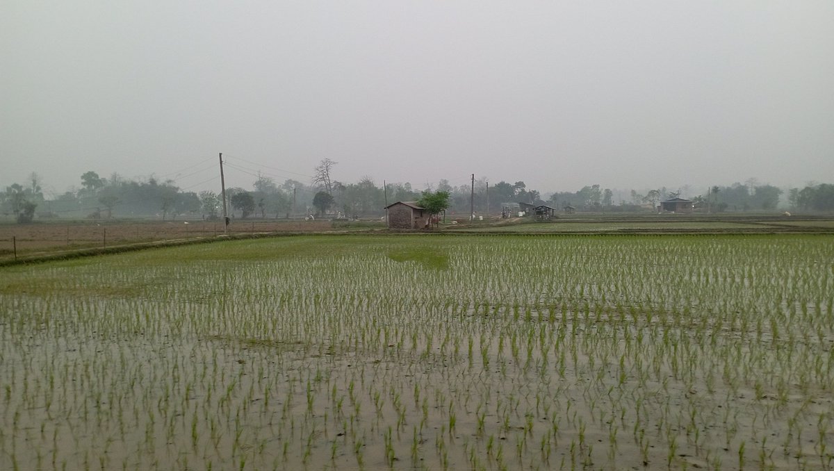 SaathiSangeet's tweet photo. चैते धानको रोपाइँ सुरू भयो !

#चितवन https://t.co/6Low8H6sHS