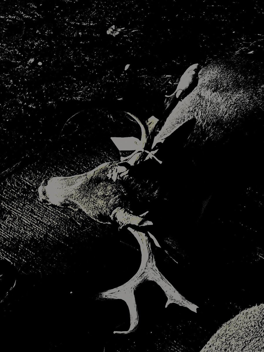 ‍ ‍ ‍DYAVOL ‍ ♱ ׂ ‍ VOLKOV ‍ ‍ tweet media