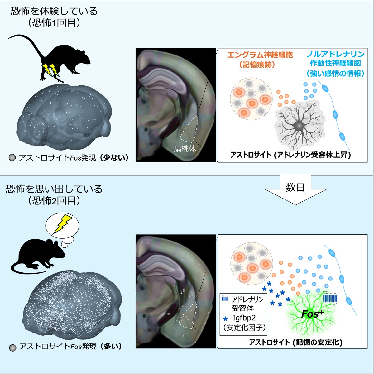 日本神経科学学会 tweet media