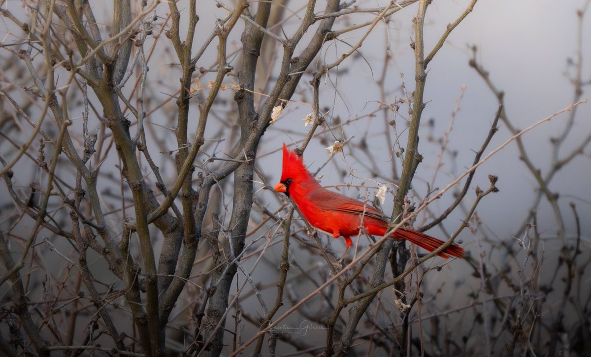 I have never in all of my photography career ever have captured a cardinal as vibrant red as this boy. No saturation needed for this picture.