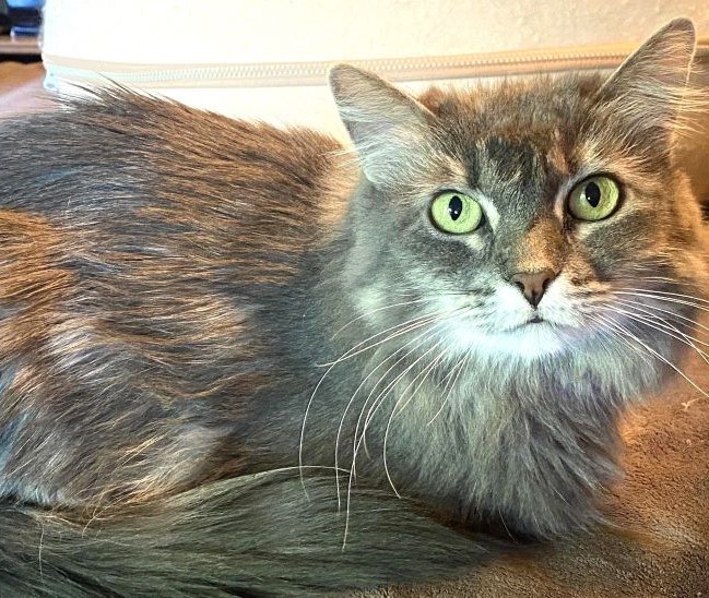 sachikoko's tweet image. 👉🏽SENIOR ALERT🙏🏽PLEASE SHARE
🌷Gorgeous 8YO #Senior #MaineCoon Mix Gray &amp;amp; White Kitty "ZEENA"🌷
🔊Needs A Loving🏡#FureverHome🏡
▶️communityconcernforcats.org/adoptions/avai…
🙏🏽#AdoptDontShop #AdoptASeniorCat
#WalnutCreek, #CA #SF #BayArea
☑Cats #CommunityConcernForCats 
#RehomeHour #US #CATS