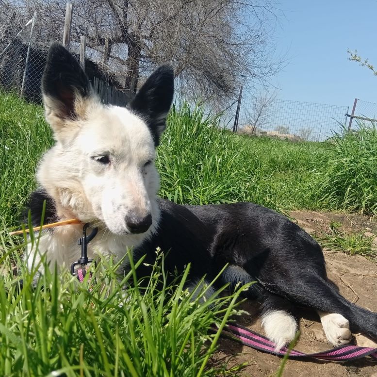 NUEVA VIDA ADOPCIONES tweet media