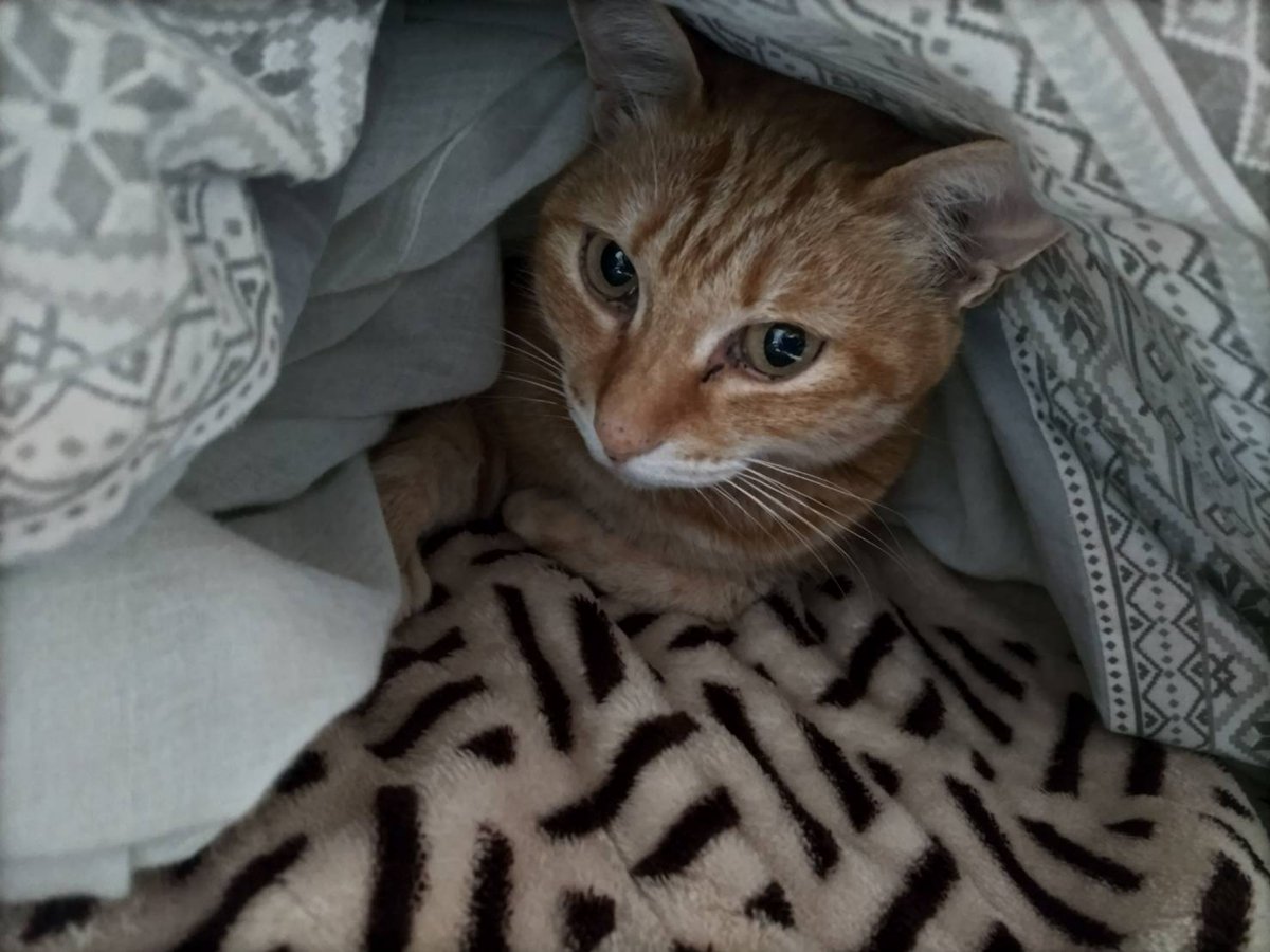 uedossu's tweet photo. @muhDF8SVB うちの猫は逆に布団の中に入るのが好きすぎて、夜になったらお布団お誘いの目で見てくる https://t.co/s8cfK7yfQQ