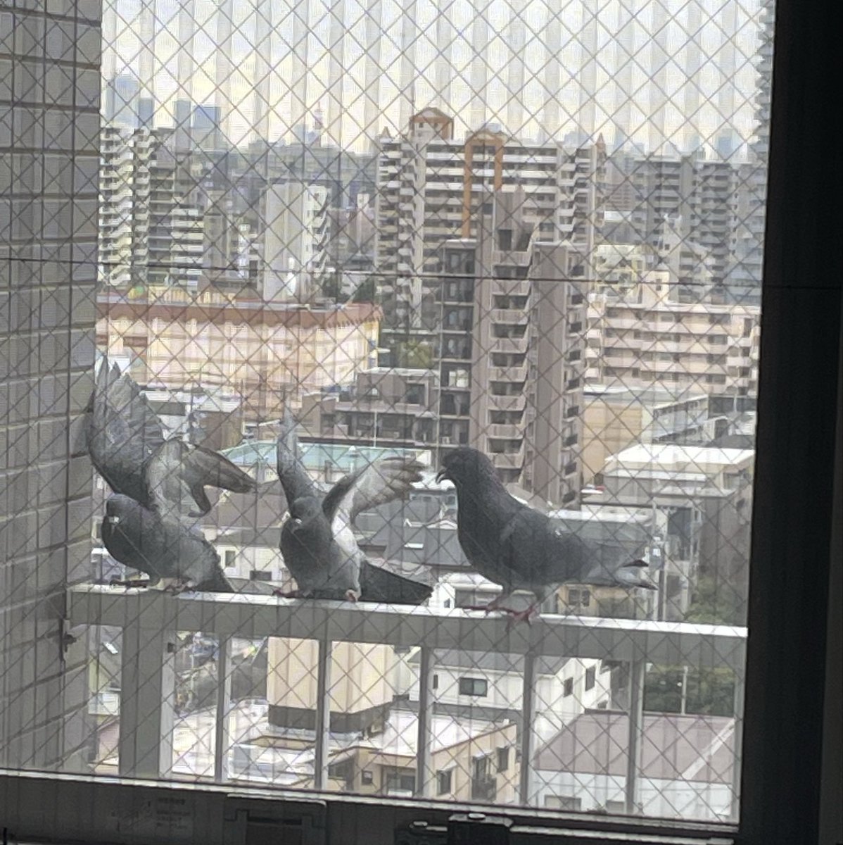 si_Chance07's tweet photo. 最近、ベランダに
鳩🐦が良く来る。
なんかいい事あるかなw https://t.co/xqZQgxkmma
