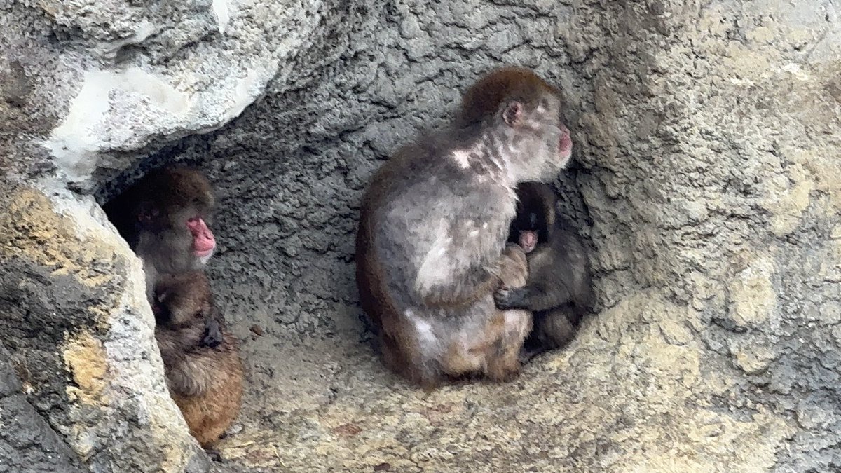 Zoo_Aquariums's tweet photo. パンチくんおはよう
【市川市動植物園】
【2026年3月10日】
#がんばれパンチ
#市川市動植物園 https://t.co/8UdLzgJyx9