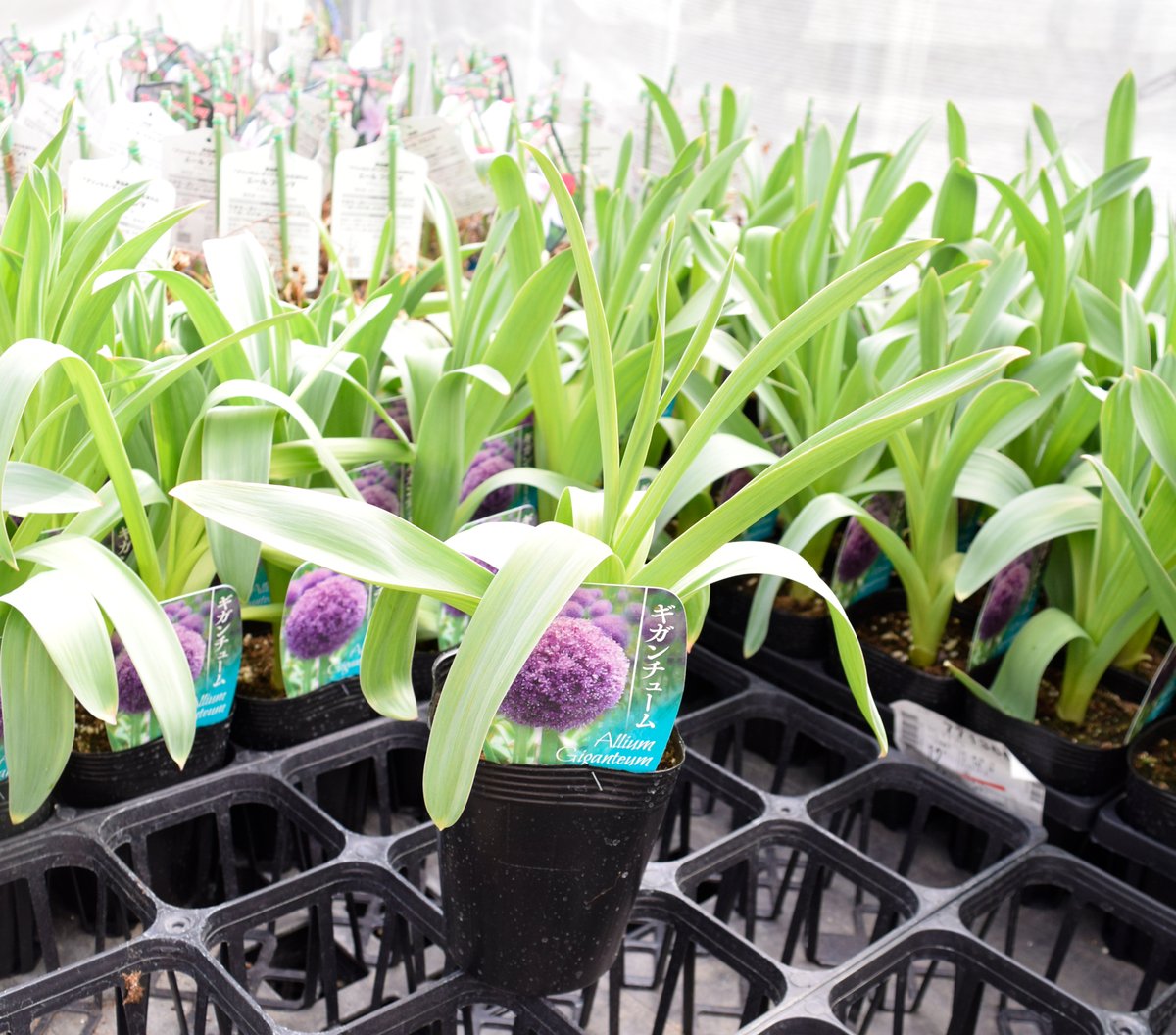 (株)国華園【公式】 tweet media