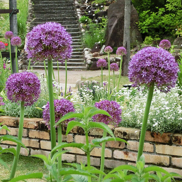 (株)国華園【公式】 tweet media