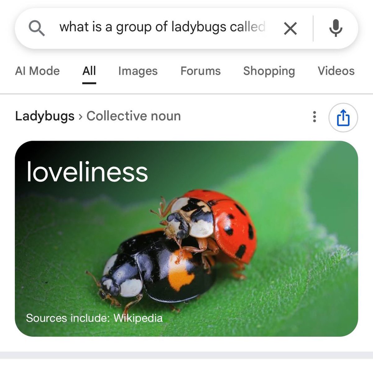 I need everyone to stop what you’re doing and look up what a group of ladybugs is called.￼