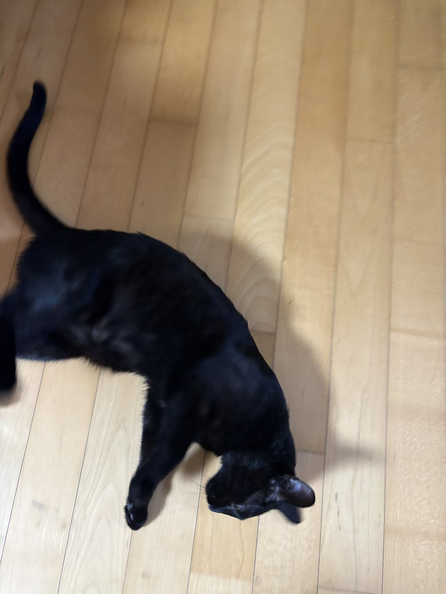 순냥이 tweet media