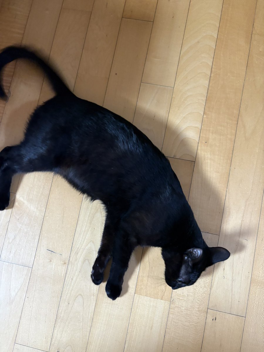 순냥이 tweet media