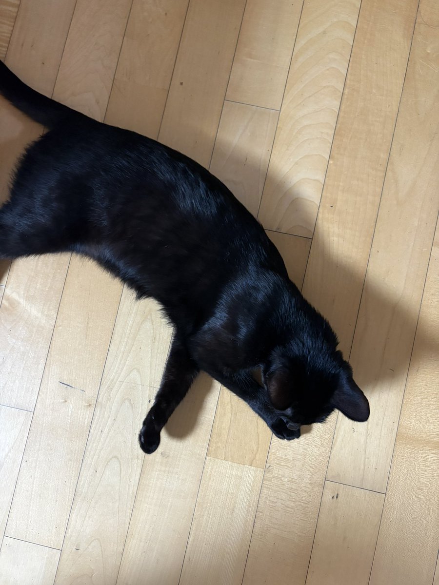 순냥이 tweet media