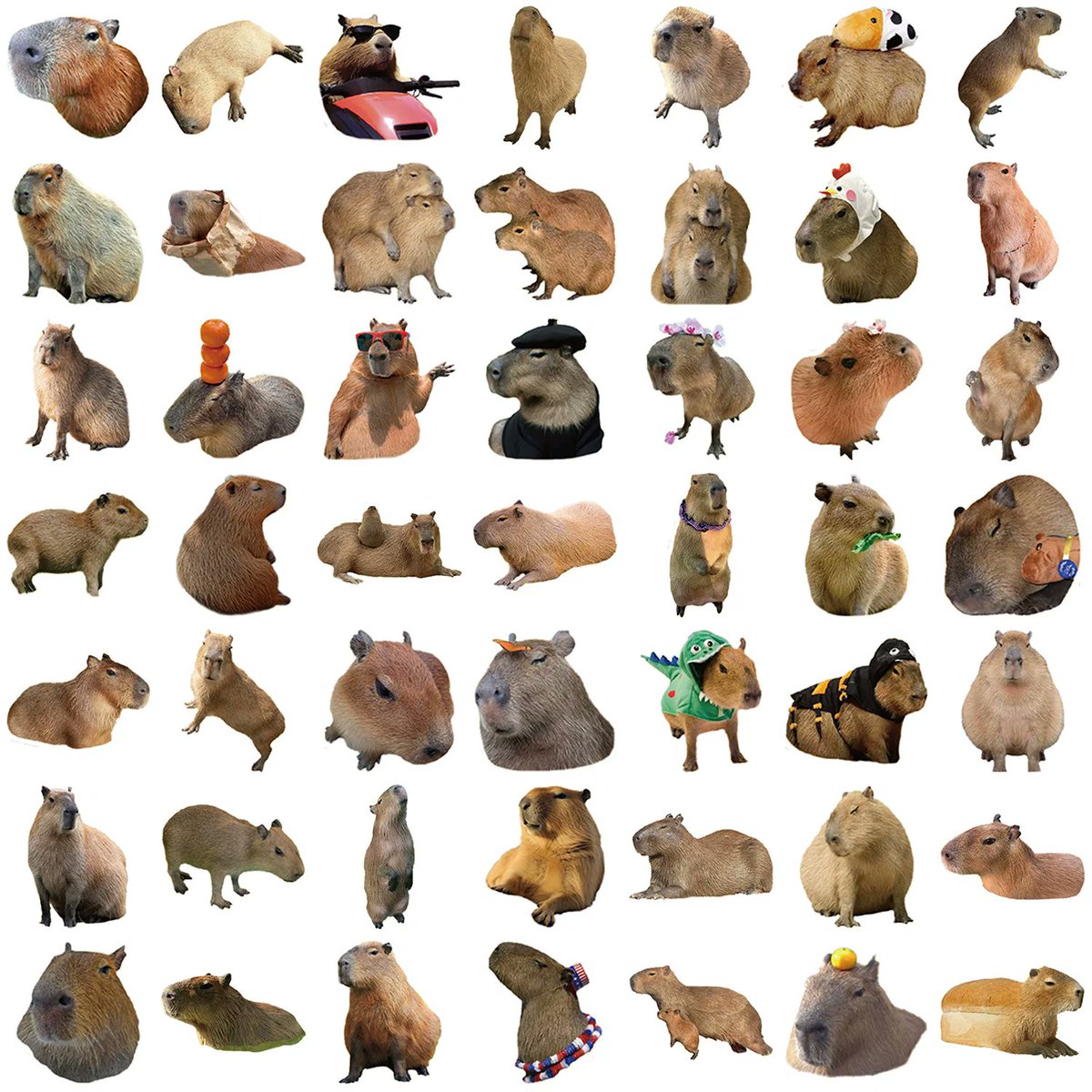 Capybaras_Daily's tweet photo. Yes but..... https://t.co/wySaq7VrAB