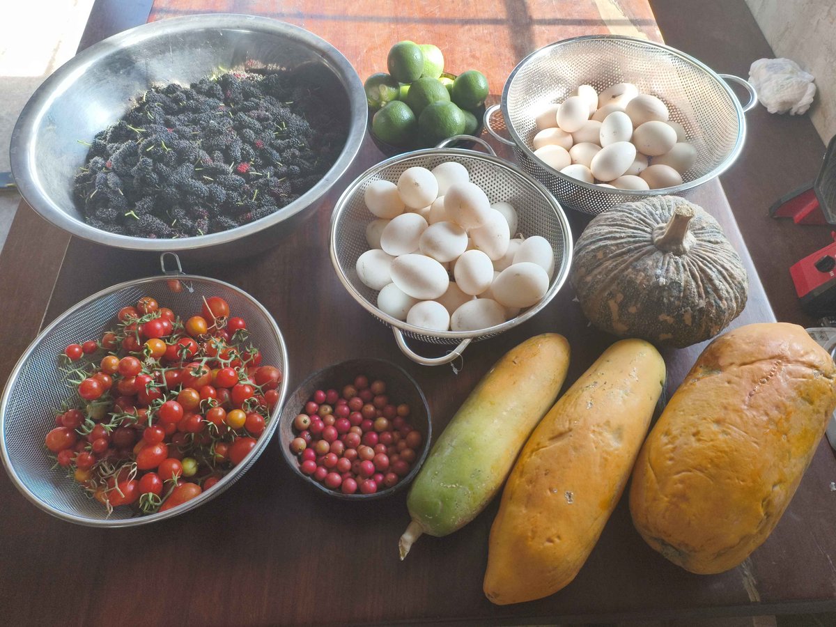 ANNE__Chat's tweet image. Not a bad morning.

#OffGrid
#Organic 
#Homestead