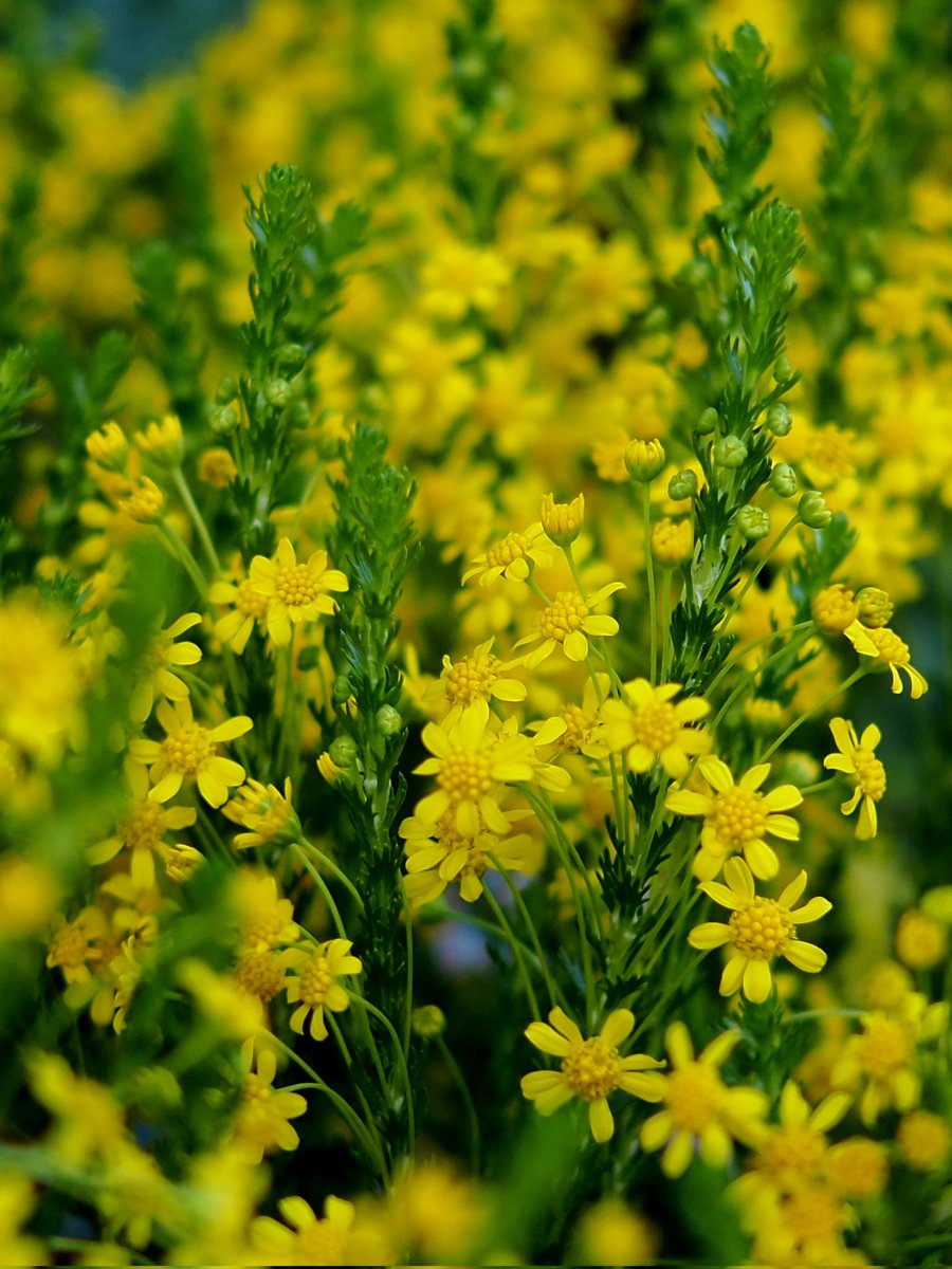 2026年3月10日
✽✽✽

#花写真【ｺﾞｰﾙﾃﾞﾝｸﾗｯｶｰ】
#花言葉…〈心躍る〉
#TLを花でいっぱいにしよう

✽✽✽