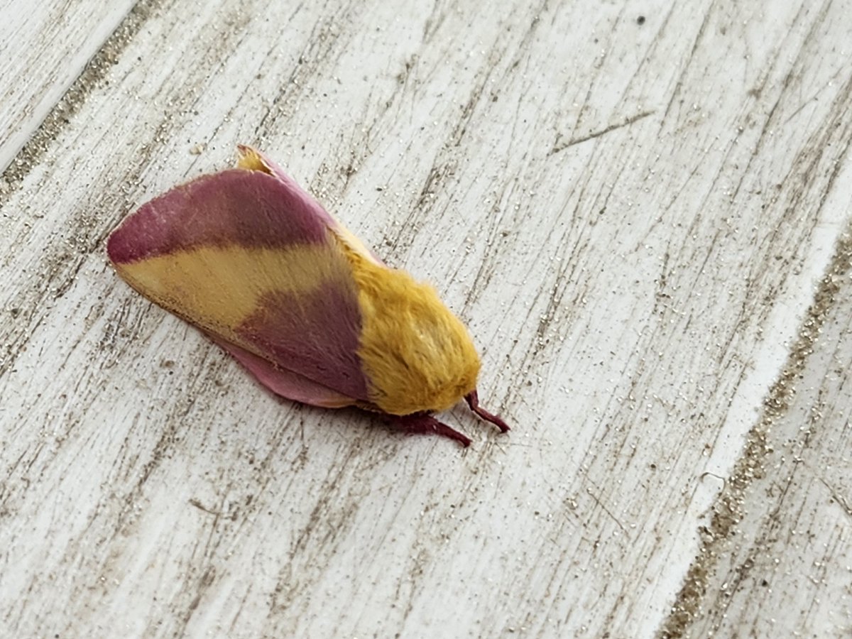 Moth I found at work.