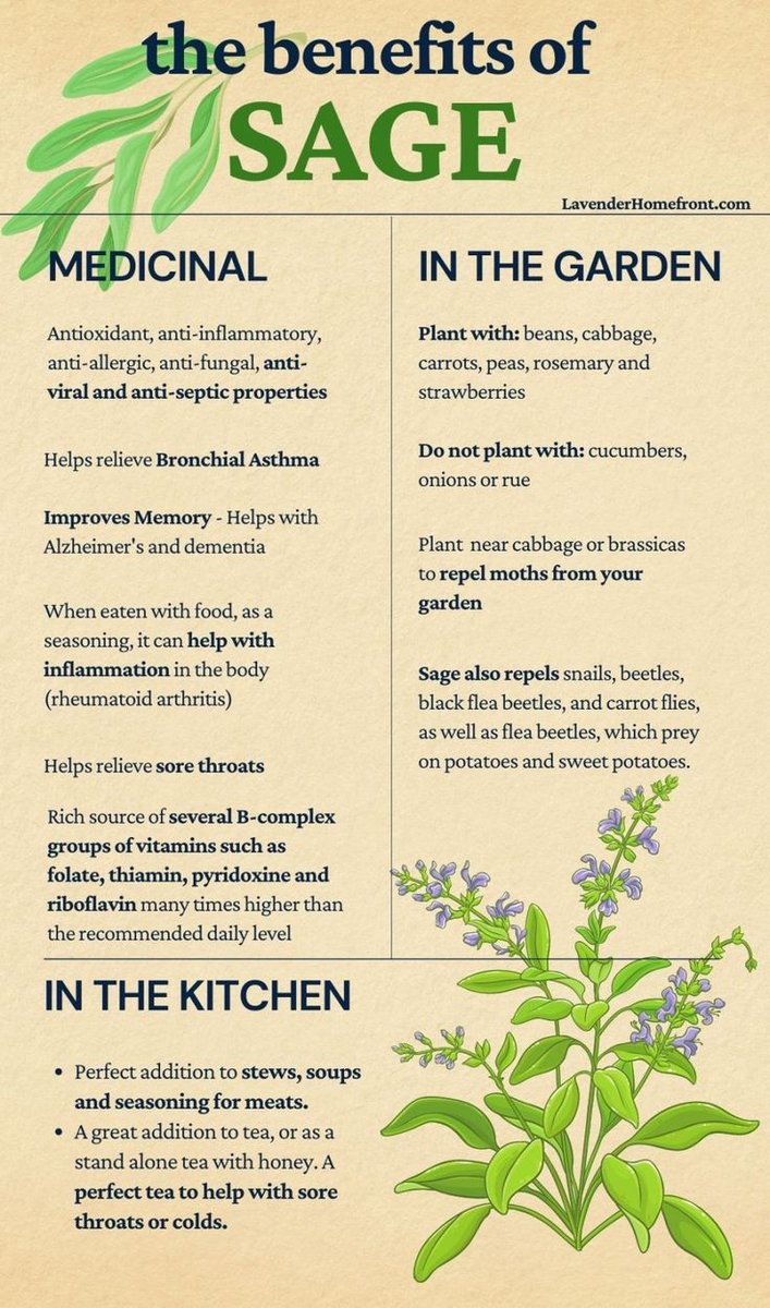 Yupiyayi12's tweet photo. Have you experienced the use of sage in daily life..... https://t.co/yDTErrkley