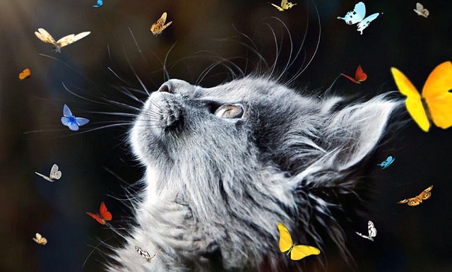 Russell Graham tweet media