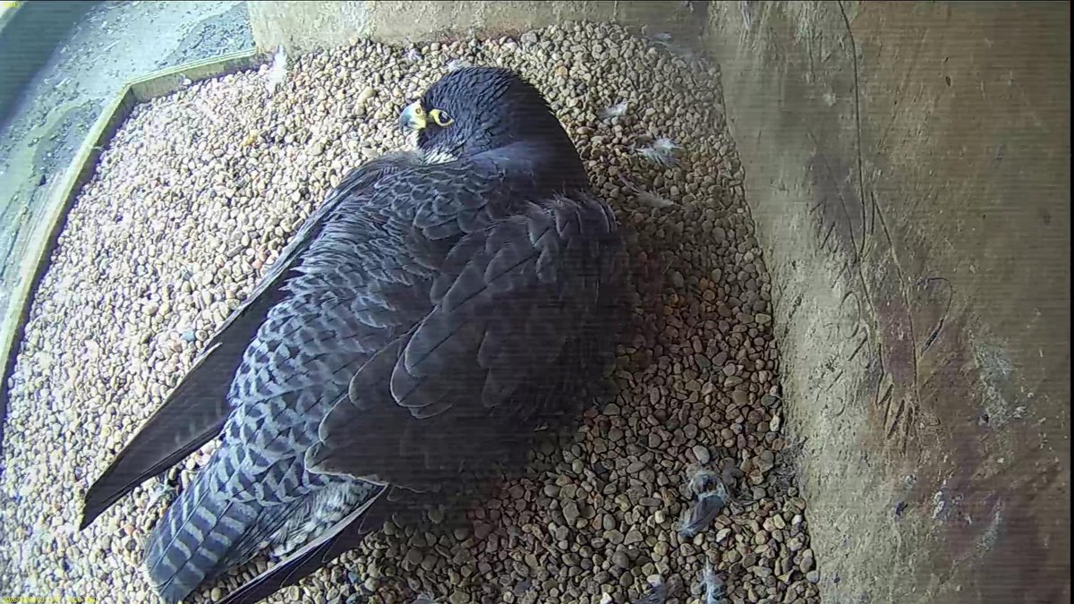 FaB Peregrines tweet media