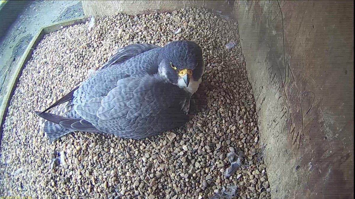 FaB Peregrines tweet media