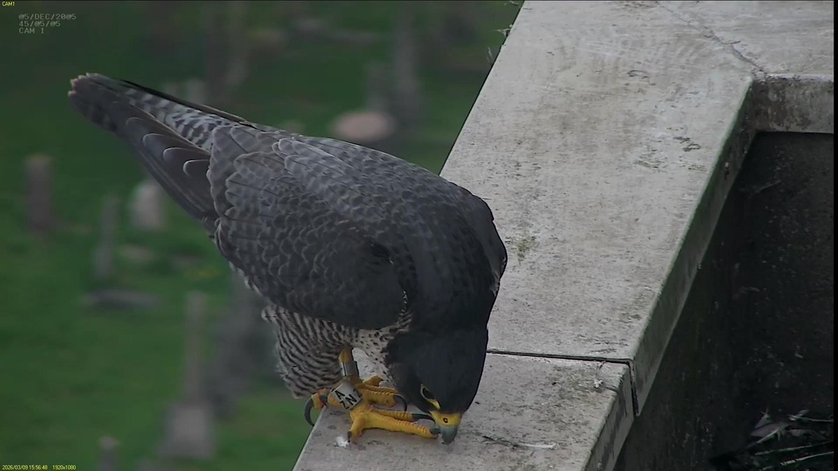 FaB Peregrines tweet media