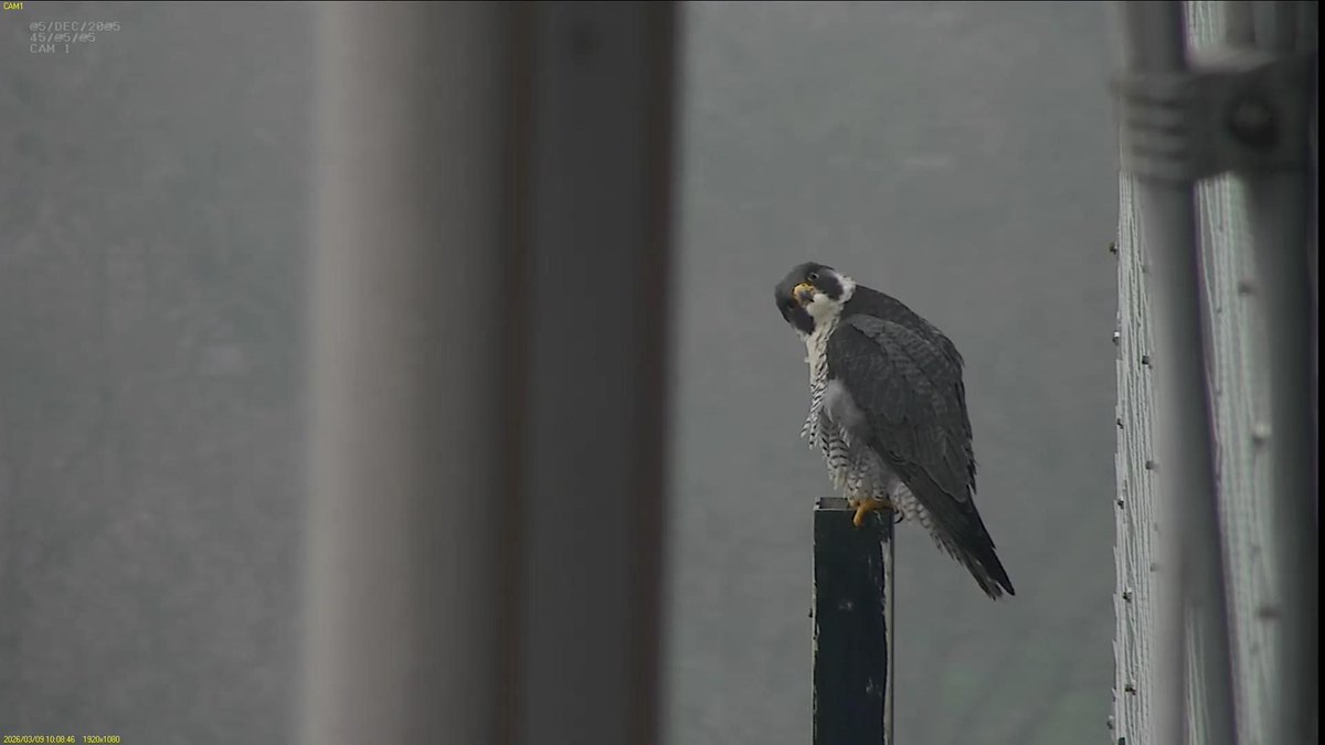 FaB Peregrines tweet media