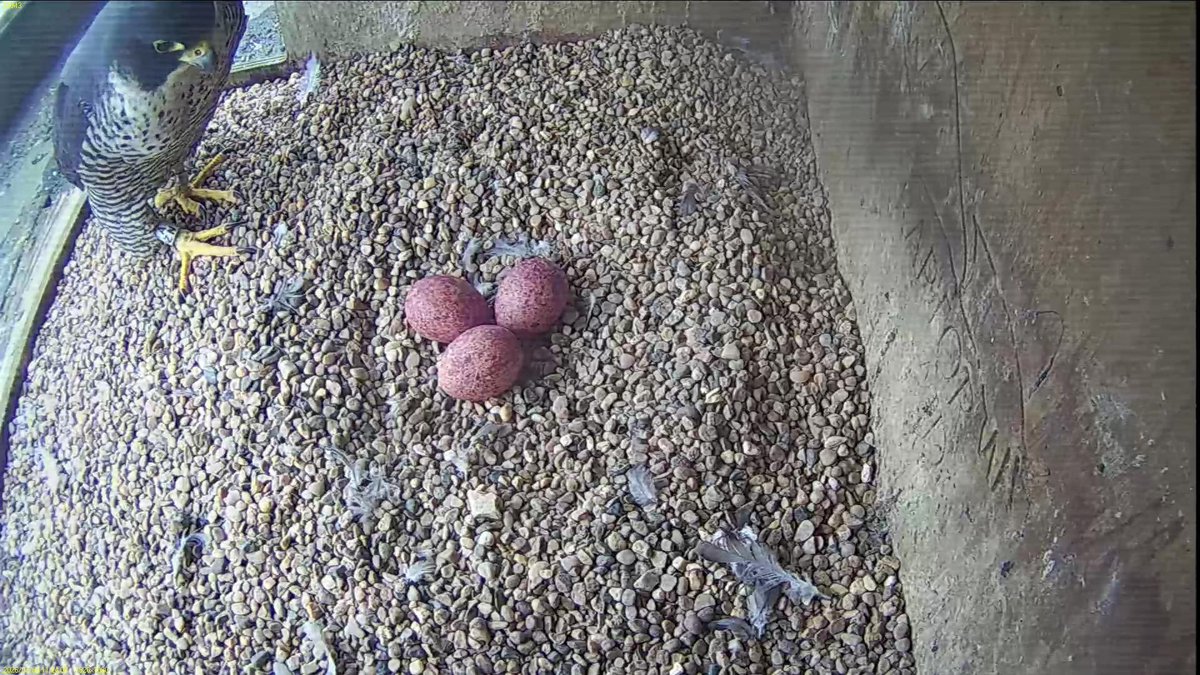 FaB Peregrines tweet media