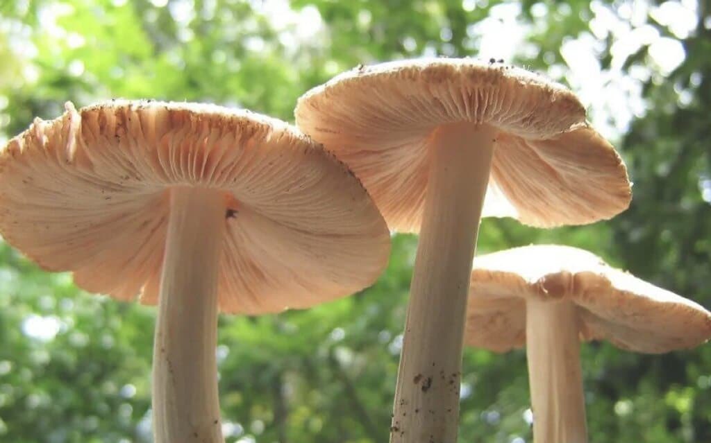 NeuralSpaceIO's tweet photo. 🚨: Des scientifiques ont découvert un champignon dans la forêt amazonienne qui consomme naturellement le plastique et pourrait aider à sauver la planète. https://t.co/KiGDTJsCZm