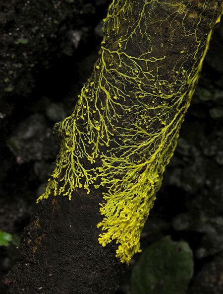 🚨: Des scientifiques ont découvert un champignon dans la forêt amazonienne qui consomme naturellement le plastique et pourrait aider à sauver la planète.