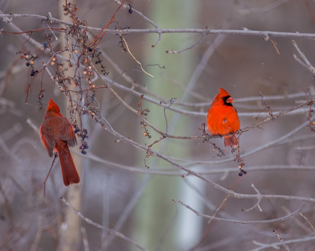 Mandeep Sihota tweet media