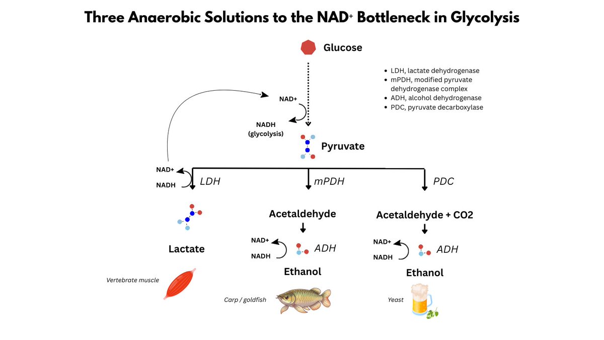 1/2

Last week I posted about goldfish surviving winter by fermenting like yeast.

It reflects a deeper metabolic principle:

When O₂ disappears, glycolysis can continue only if NAD⁺ is regenerated.

Different organisms solve this constraint in different ways.