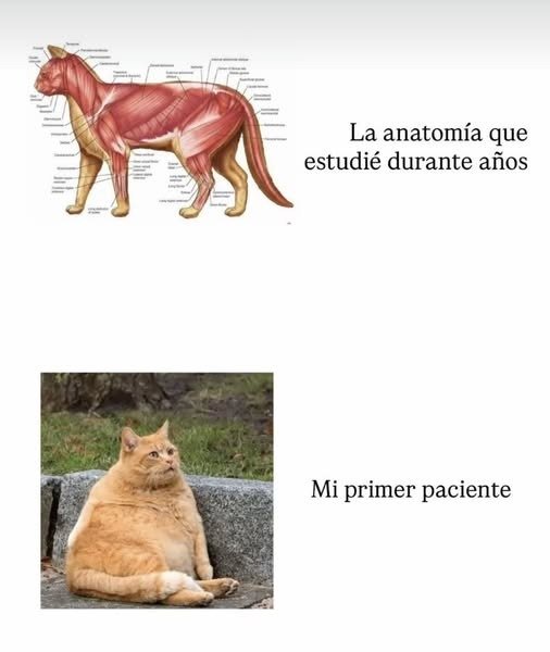 En Júpiter (@en_jupiter_) on Twitter photo 