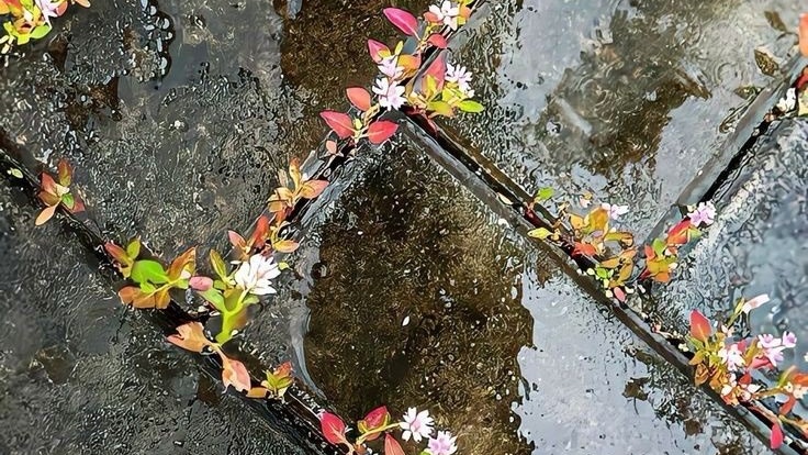 𝘔𝘢𝘤𝘣𝘦𝘵𝘩, tweet media