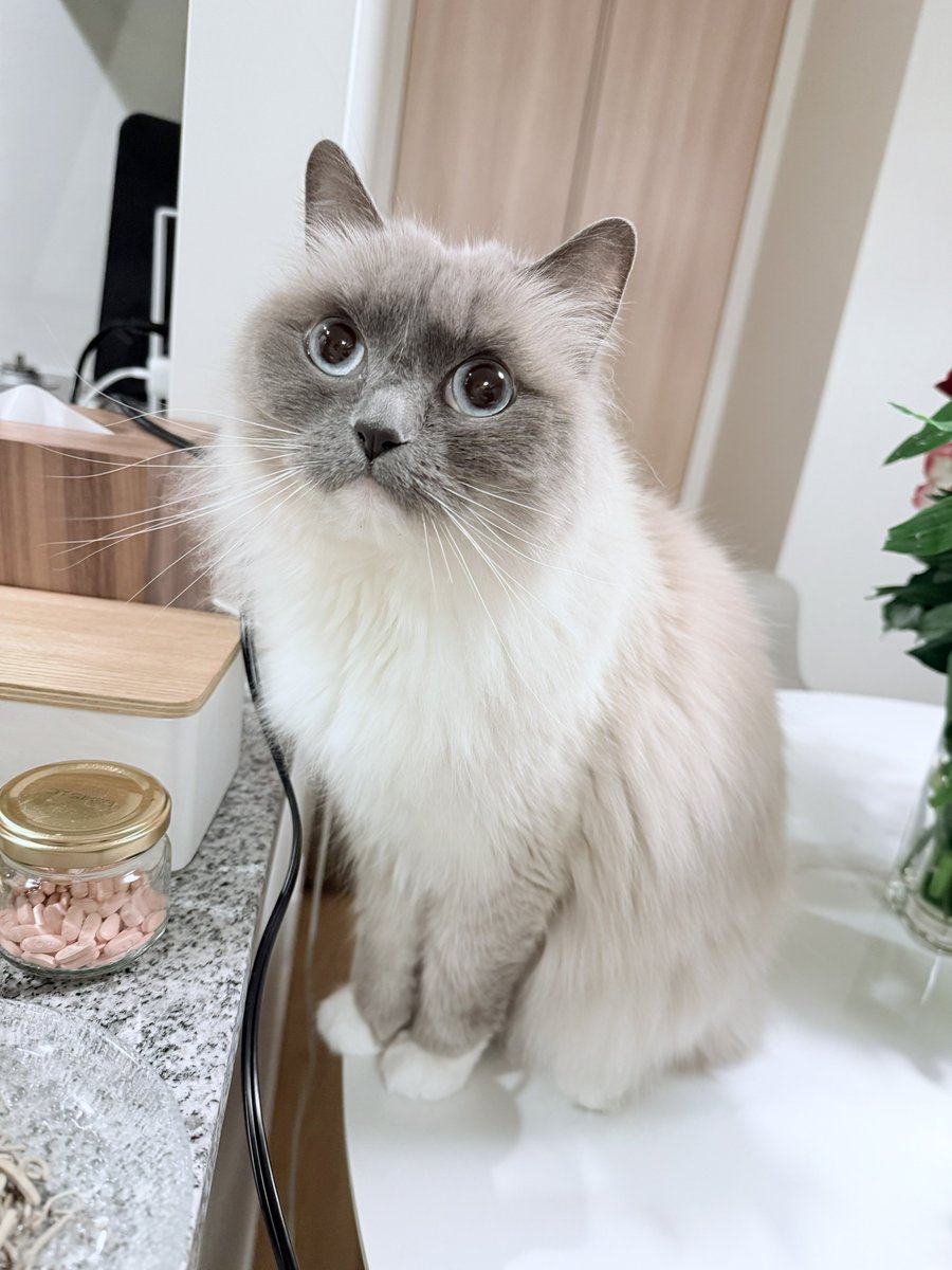 🐱ぽもち🐱 tweet media