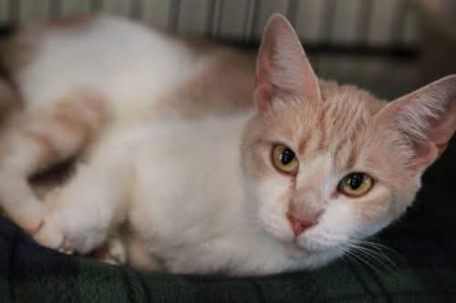 Beatrice came in with six kittens and she was a very good mama.  Beatrice would love to find a quiet home of her own as she is a very timid kitty that frightens easily.  DOB: 04/07/2018.